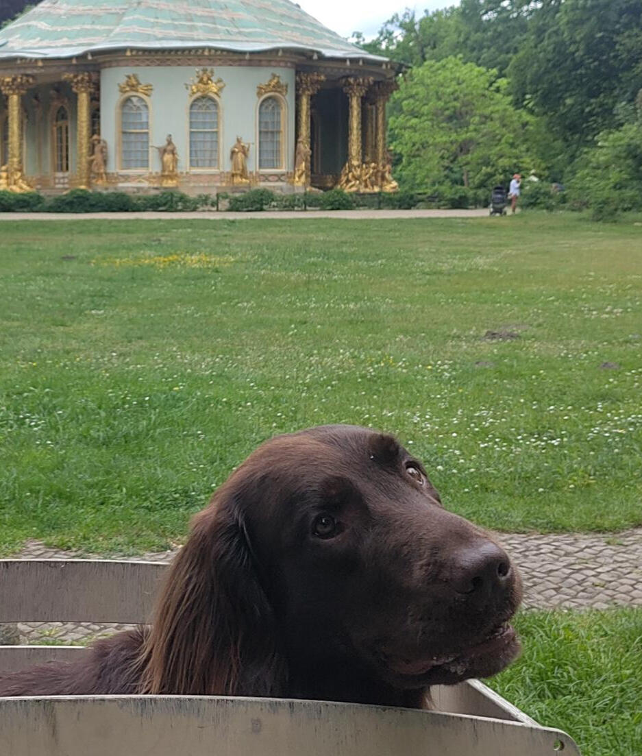 Potsdam mit Hund